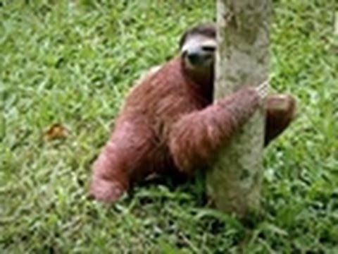 Baby Sloths Get Potty Trained | Too Cute