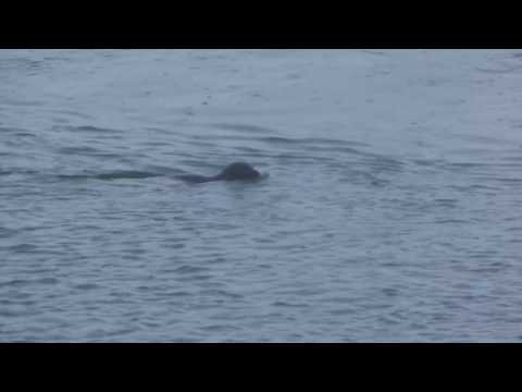 Seehunde in der Jökulsárlon Gletscherlagune - Islands Südküste