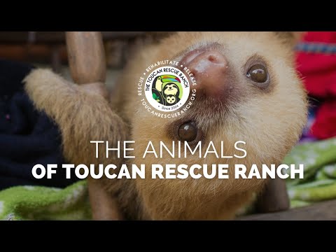 The Animals of Toucan Rescue Ranch - 4K