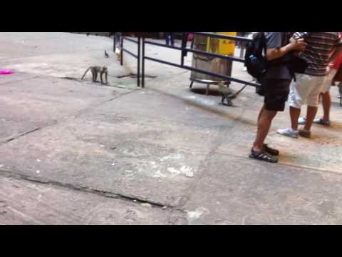 Affen Batu Caves gindeslebens com