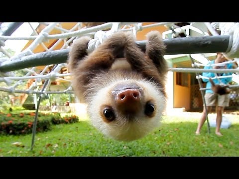 What Does A Sloth Say?