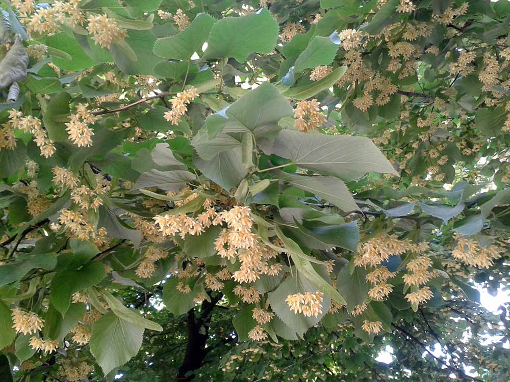 Lindenblüte Tirana Albanien ©Ines Erlacher