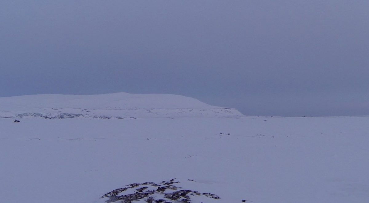 Expedition Spitzbergen Schneemobil