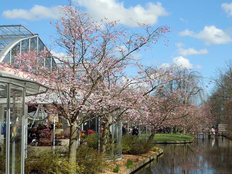 Frühlingsblumen Ausstellung Keukenhof Ausflugstipp Amsterdam Niederlande - Städtetrip Amsterdam Sehenswertes, Aktivitäten und Tipps www.gindeslebens.com