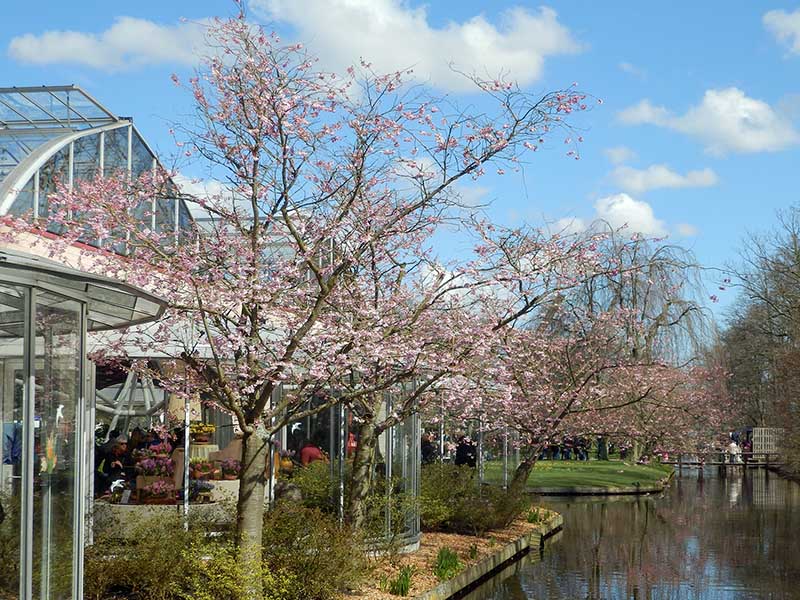 Frühlingsblumen Ausstellung Keukenhof Ausflugstipp Amsterdam Niederlande - Städtetrip Amsterdam Sehenswertes, Aktivitäten und Tipps www.gindeslebens.com