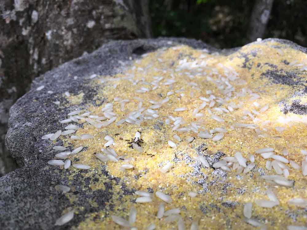 Kuba Sehenswürdigkeiten - Naturschutzgebiet Las Guanas Trail