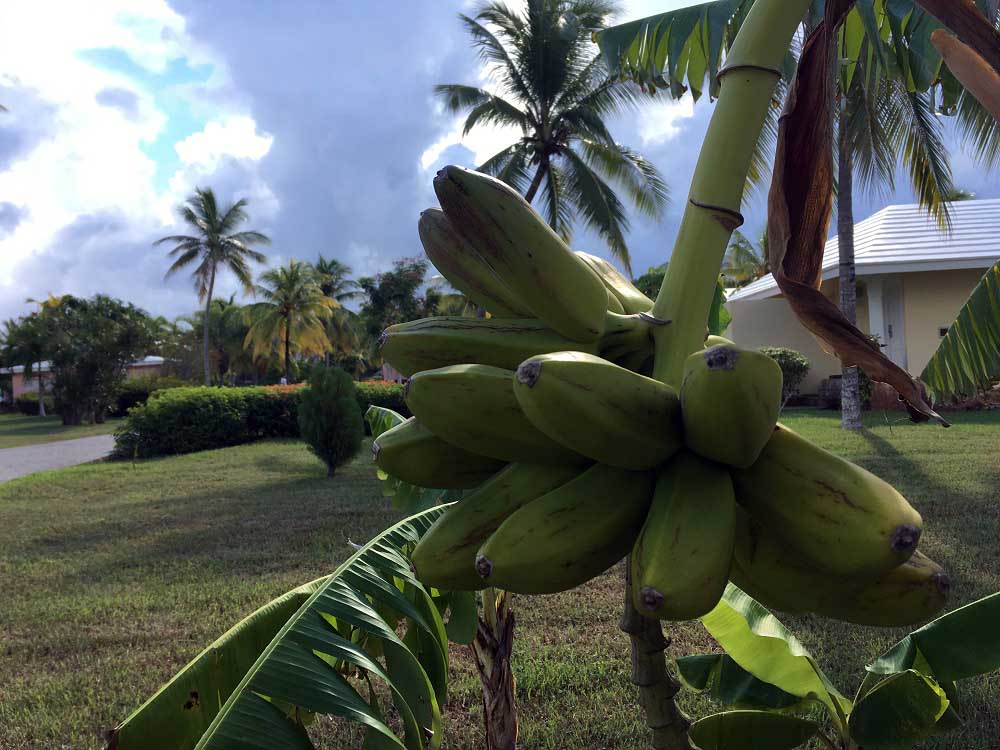 Bananen Gartenanlage Kuba Hoteltipp Paradisus Rio de Oro Playa Esmeralda Playa Guardalavaca Karibik www.gindeslebens.com