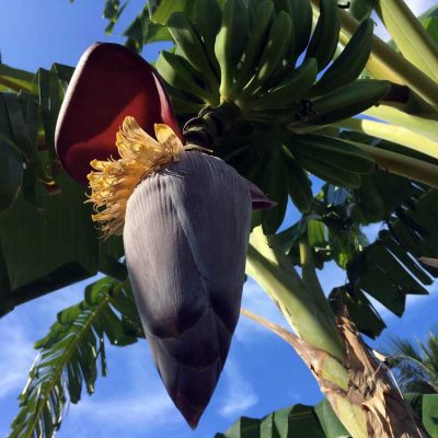 Bananenblüte Gartenanlage Kuba Hoteltipp Paradisus Rio de Oro Playa Esmeralda Playa Guardalavaca Karibik www.gindeslebens.com