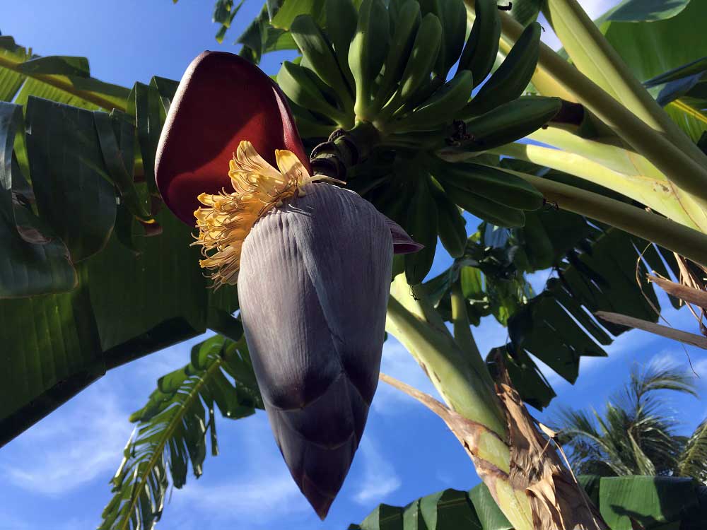 Bananenblüte Gartenanlage Kuba Hoteltipp Paradisus Rio de Oro Playa Esmeralda Playa Guardalavaca Karibik www.gindeslebens.com