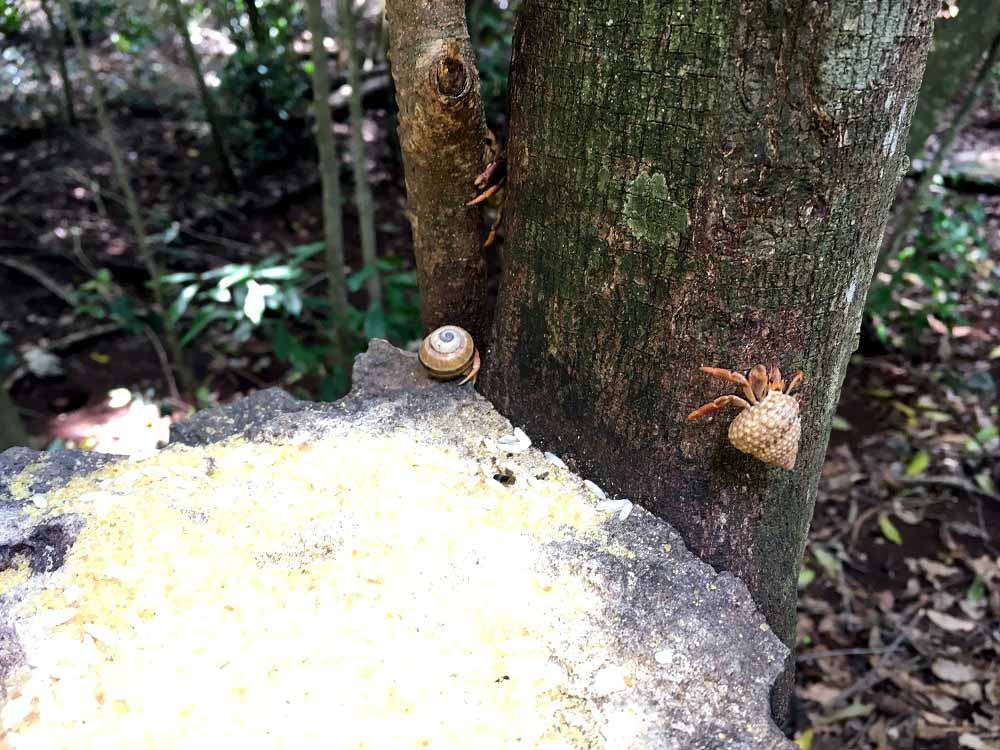 Kuba Sehenswürdigkeiten - Naturschutzgebiet Las Guanas Trail