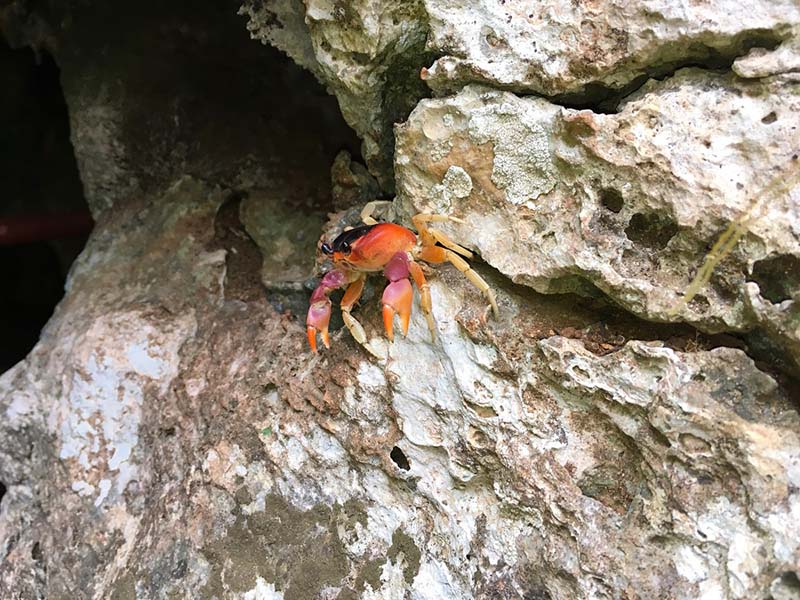 Kuba Sehenswürdigkeiten - Naturschutzgebiet Las Guanas Trail