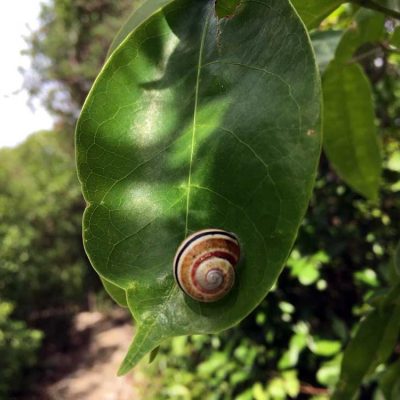 Schnecke - Las Guanas Trail Kuba Karibik Naturschutzgebiet an der Playa Esmeralda www.gindeslebens.com