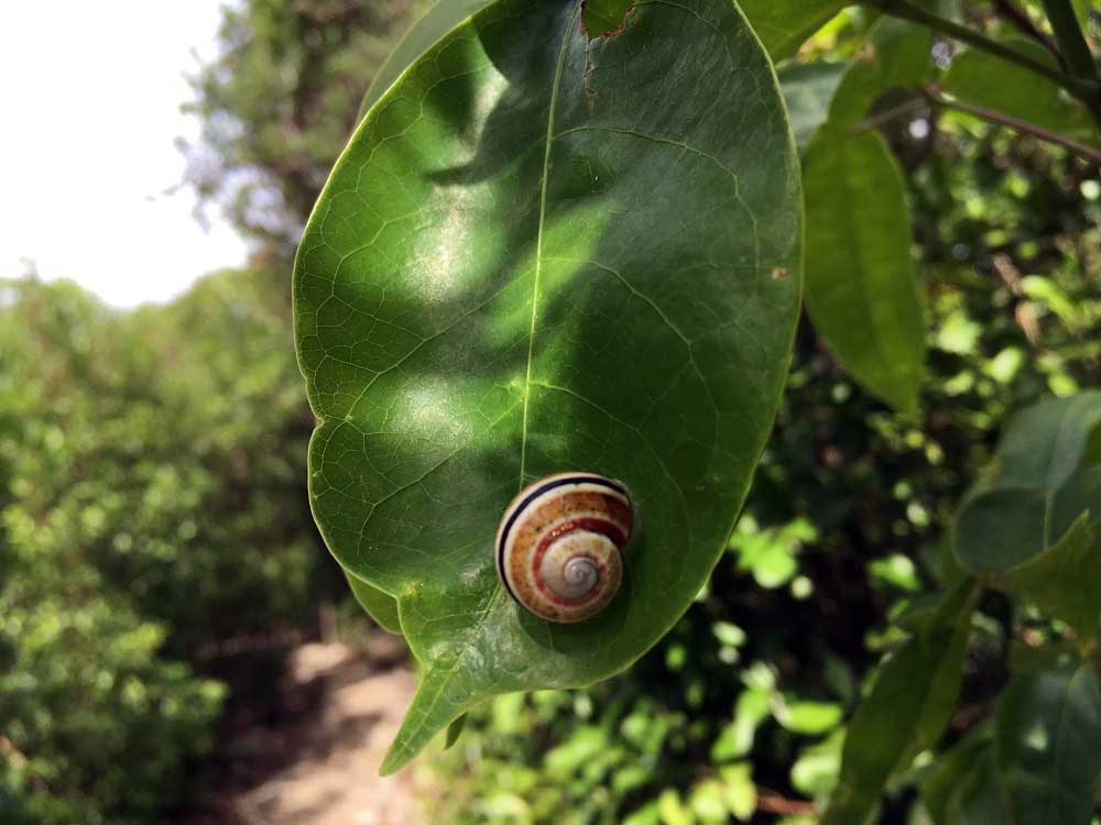 Schnecke - Las Guanas Trail Kuba Karibik Naturschutzgebiet an der Playa Esmeralda www.gindeslebens.com