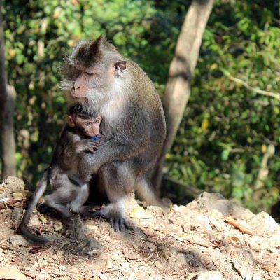 Ausflug Monkey Forrest Lombok Affen Lombok Indonesien Asien Hoteltipp, Sehenswertes und Reisebericht Lombok unbekannte Perle Indonesiens www.gindeslebens.com