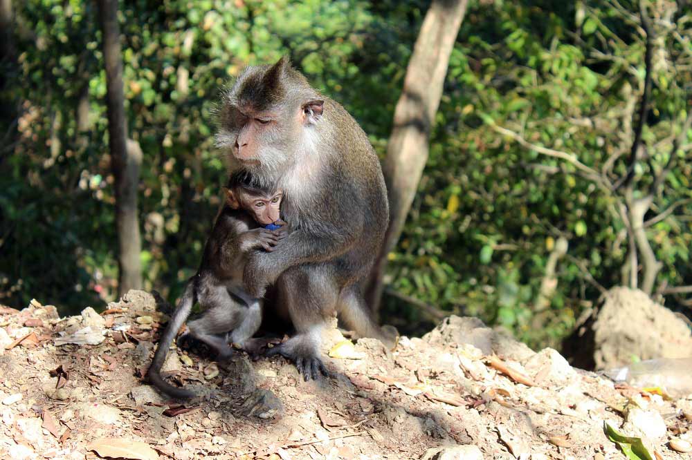 Ausflug Monkey Forrest Lombok Affen Lombok Indonesien Asien Hoteltipp, Sehenswertes und Reisebericht Lombok unbekannte Perle Indonesiens www.gindeslebens.com