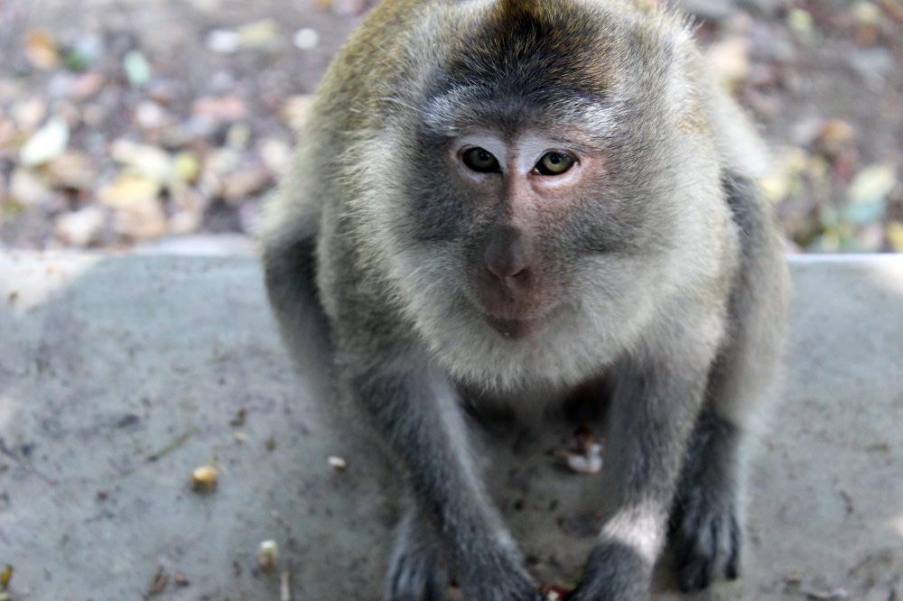 Monkey Forrest Lombok © Thomas Mussbacher und Ines Erlacher
