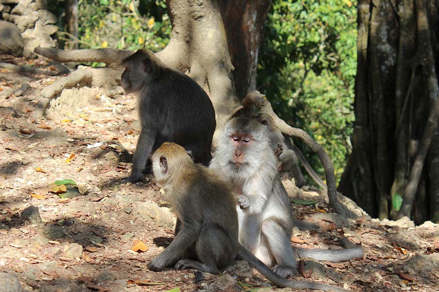 Monkey Forrest Lombok © Thomas Mussbacher und Ines Erlacher