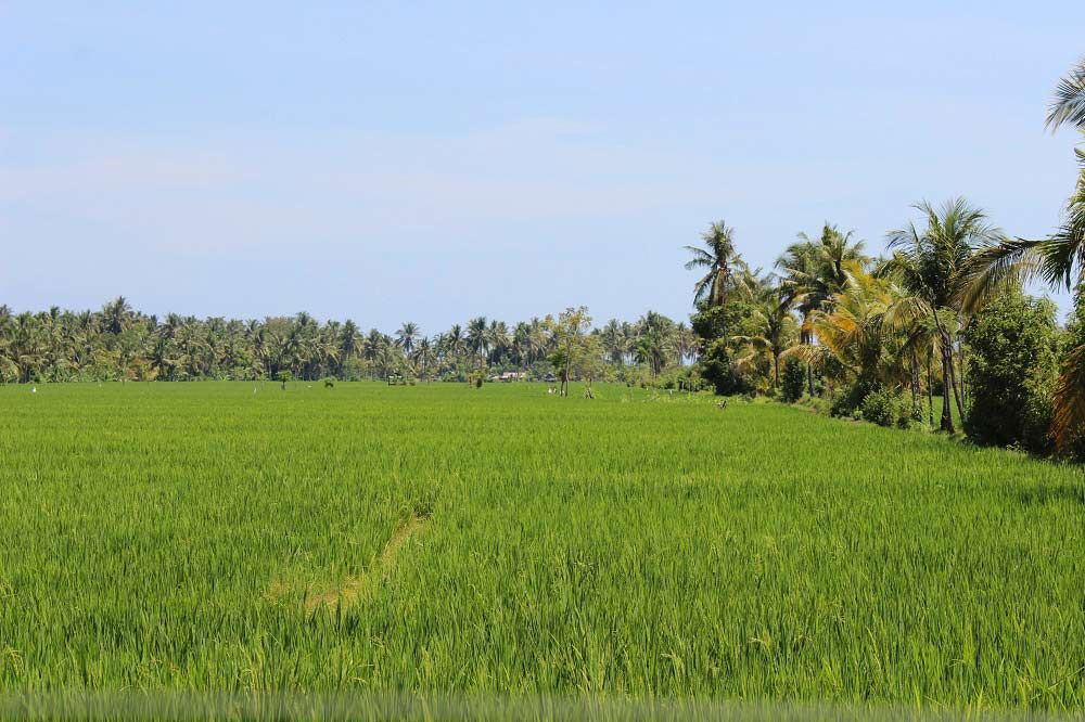 Reisfelder Ausflug Lombok Indonesien Asien Hoteltipp, Sehenswertes und Reisebericht Lombok unbekannte Perle Indonesiens www.gindeslebens.com