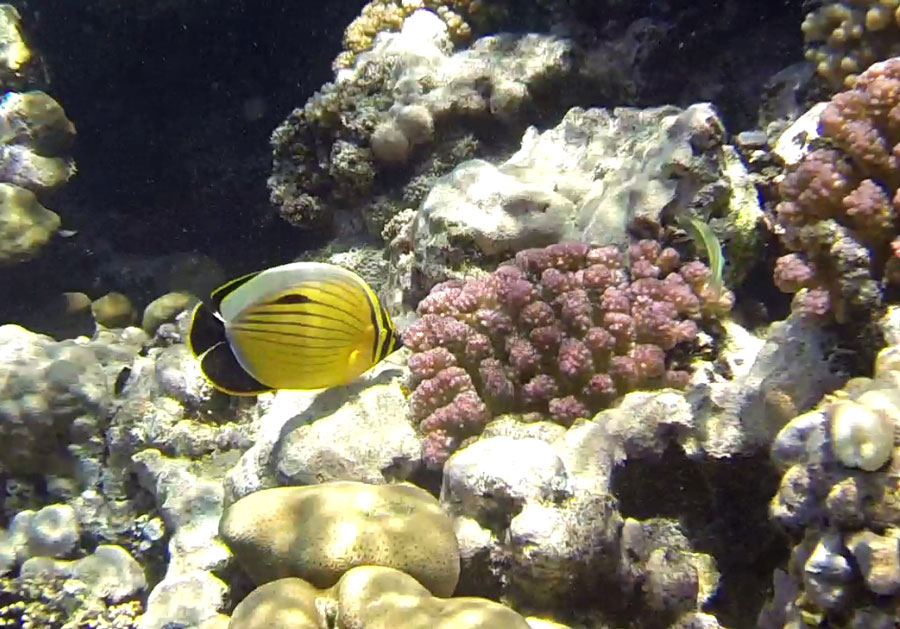 Marsa Alam Ägypten Unterwasser © Thomas Mussbacher und Ines Erlacher