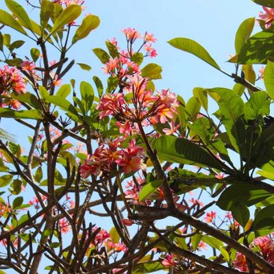 Frangipani Garten Anlage Lombok Sheraton Senggigi Beach Indonesien Asien www.gindeslebens.com