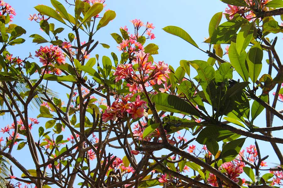 Frangipani Garten Anlage Lombok Sheraton Senggigi Beach Indonesien Asien www.gindeslebens.com