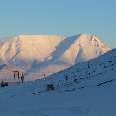 Rentiere Spitzbergen © Thomas Mussbacher und Ines Erlacher