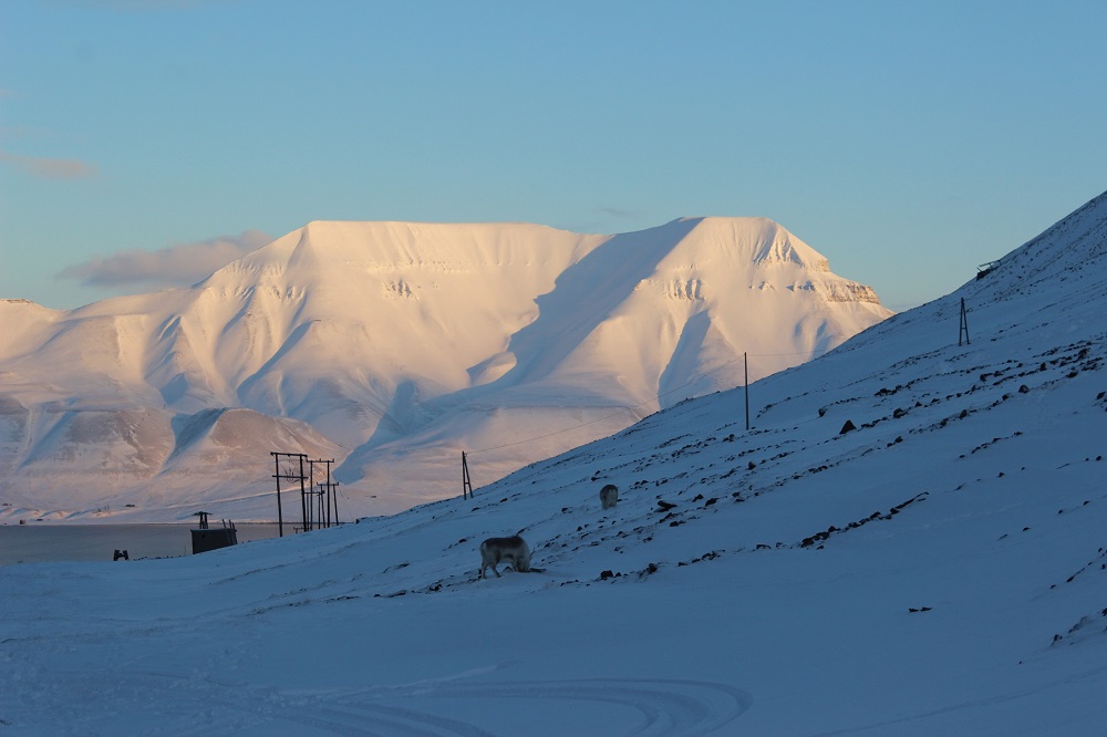 Rentiere Spitzbergen © Thomas Mussbacher und Ines Erlacher