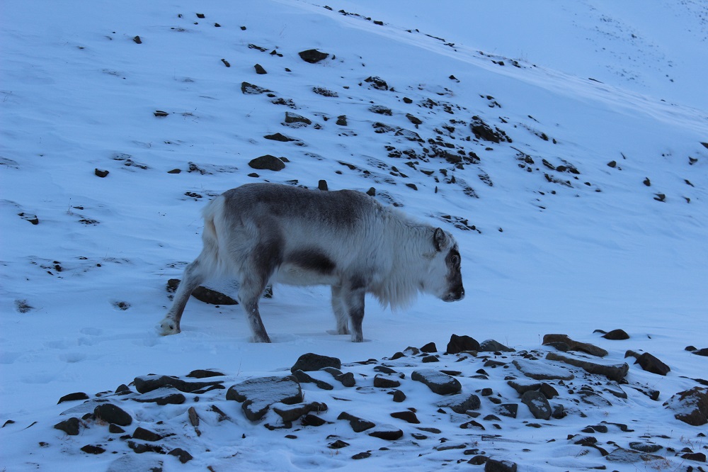 Rentiere Spitzbergen © Thomas Mussbacher und Ines Erlacher