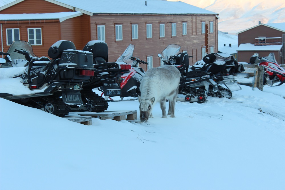 Rentiere Spitzbergen © Thomas Mussbacher und Ines Erlacher