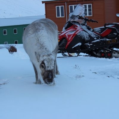 Spitzbergen Urlaub in der Arktis Rentiere Spitzbergen © Thomas Mussbacher und Ines Erlacher