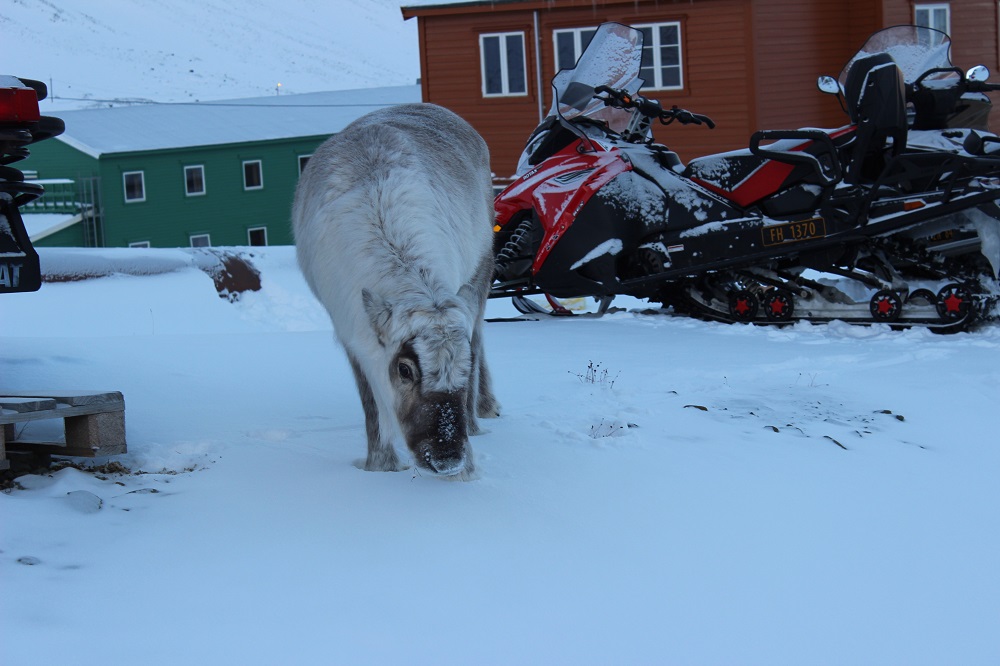 Spitzbergen Urlaub in der Arktis Rentiere Spitzbergen © Thomas Mussbacher und Ines Erlacher