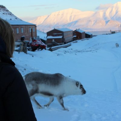 Spitzbergen Urlaub in der Arktis Rentiere Spitzbergen © Thomas Mussbacher und Ines Erlacher