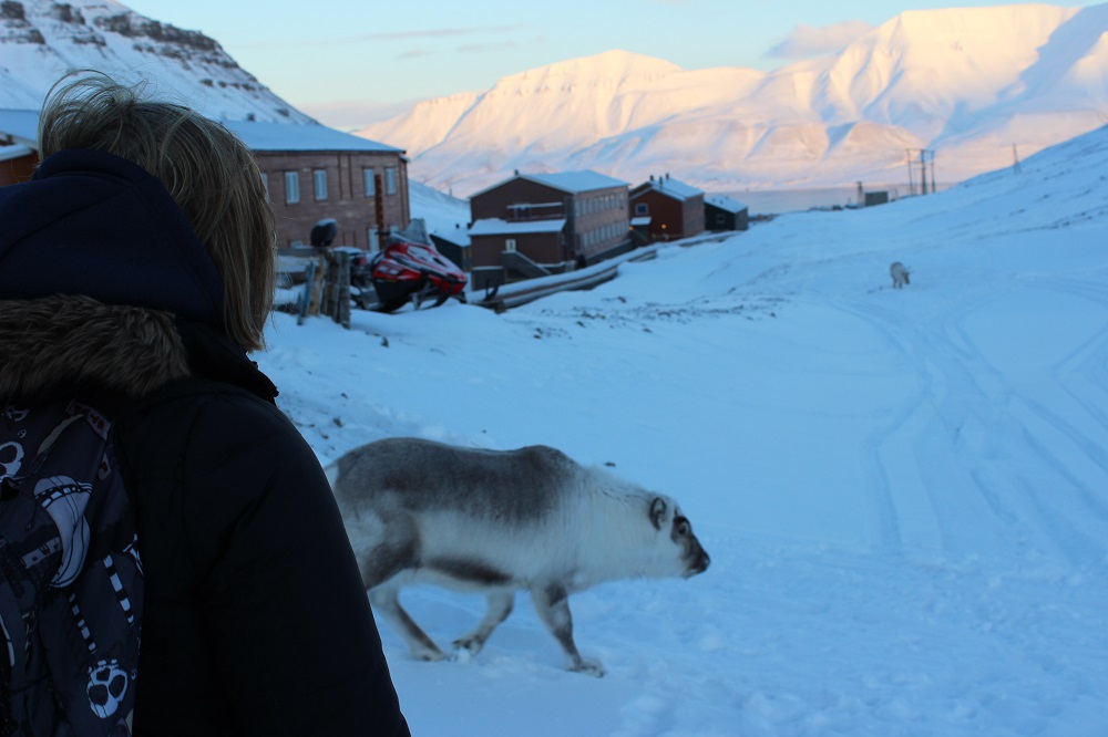 Spitzbergen Urlaub in der Arktis Rentiere Spitzbergen © Thomas Mussbacher und Ines Erlacher