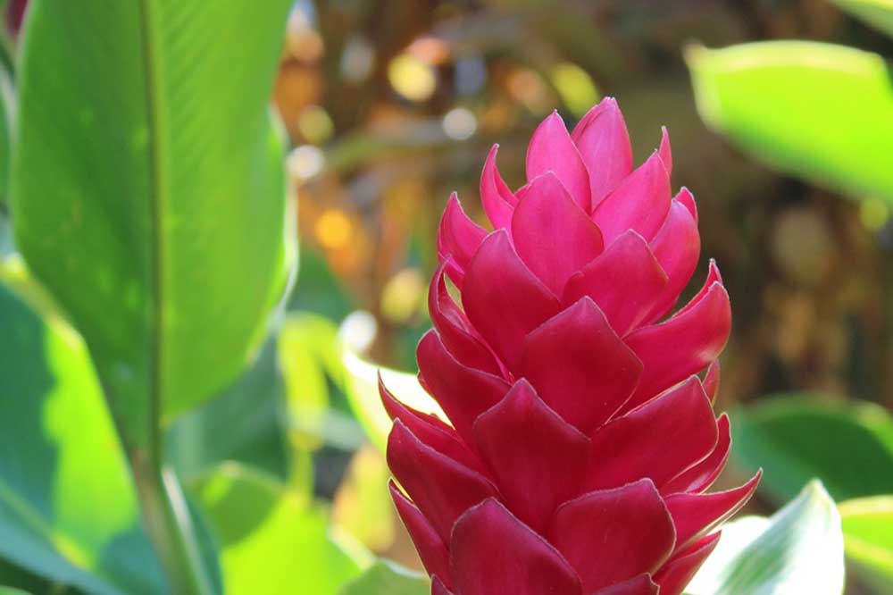 Sheraton Senggigi Beach Hoteltipp Blüte in der Gartenanlage Indonesien Asien Hotel, Tipps, Sehenswertes und Reisebericht Lombok unbekannte Perle Indonesiens www.gindeslebens.com