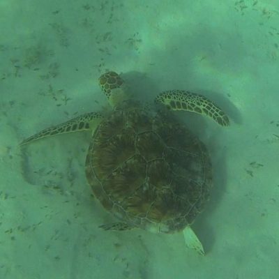 Wasserschildkröte Schnorcheln Tauchen Marsa Alam Ägypten Hotel Gorgonia Beach Ägypten Tauchparadies in der Krise www.gindeslebens.com