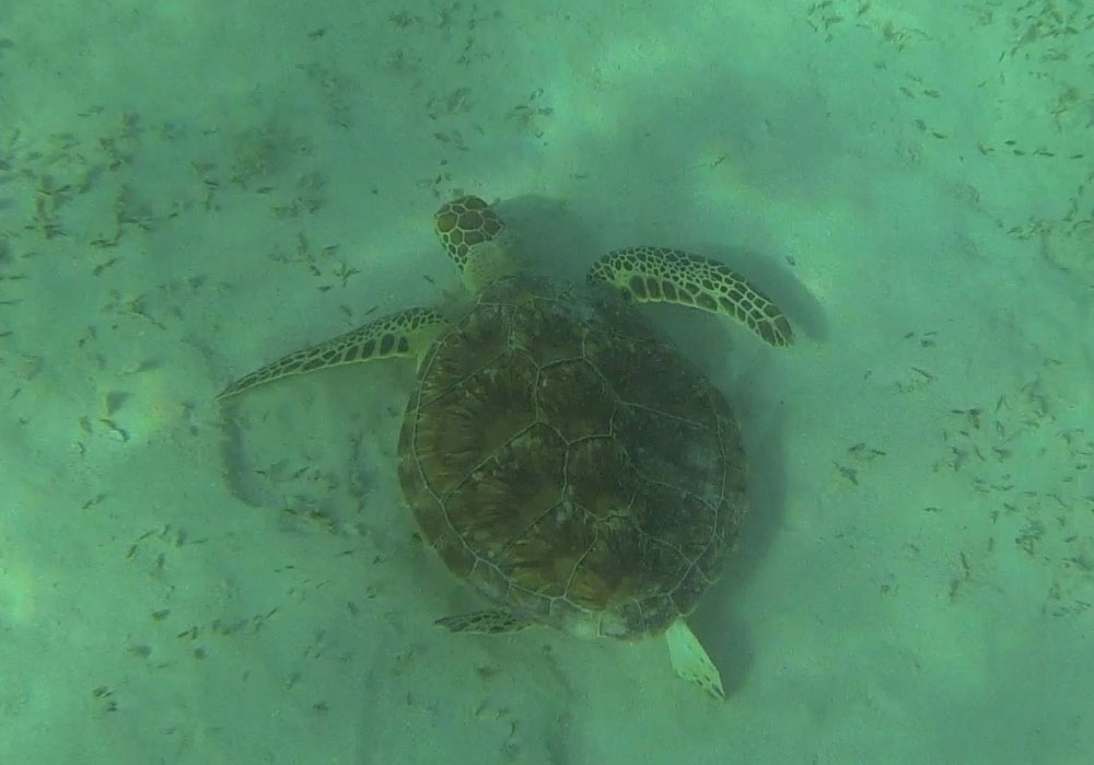 Wasserschildkröte Schnorcheln Tauchen Marsa Alam Ägypten Hotel Gorgonia Beach Ägypten Tauchparadies in der Krise www.gindeslebens.com