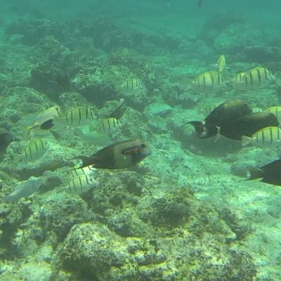 Gili Trawangan Unterwasser © Thomas Mussbacher und Ines Erlacher