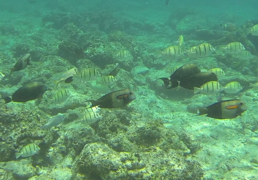 Gili Trawangan Unterwasser © Thomas Mussbacher und Ines Erlacher