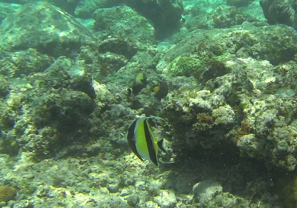 Gili Trawangan Unterwasser © Thomas Mussbacher und Ines Erlacher