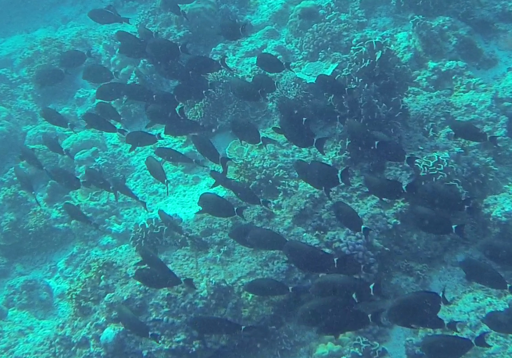 Gili Trawangan Unterwasser © Thomas Mussbacher und Ines Erlacher