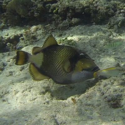 Gili Trawangan Unterwasser © Thomas Mussbacher und Ines Erlacher