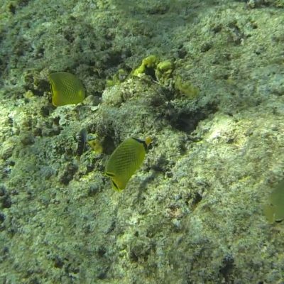 Gili Trawangan Unterwasser © Thomas Mussbacher und Ines Erlacher