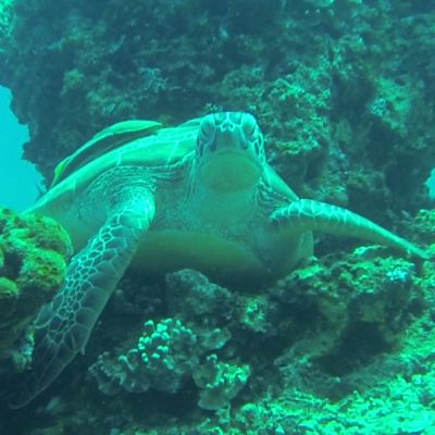 Gili Trawangan Unterwasser © Thomas Mussbacher und Ines Erlacher