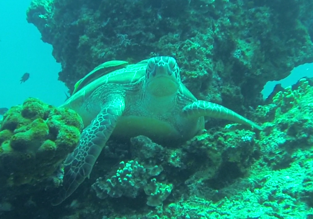 Gili Trawangan Unterwasser © Thomas Mussbacher und Ines Erlacher