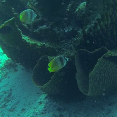 Gili Trawangan Unterwasser © Thomas Mussbacher und Ines Erlacher