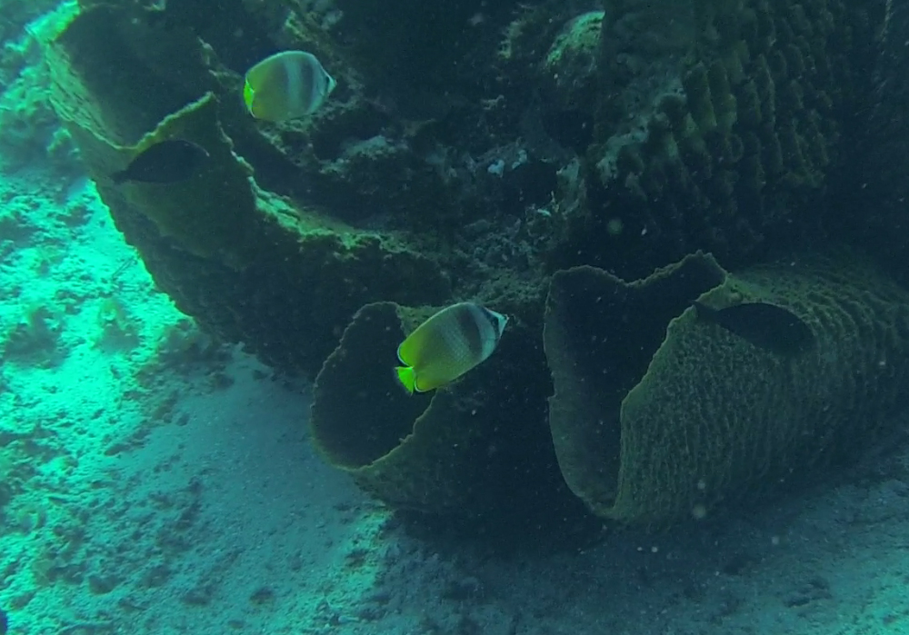 Gili Trawangan Unterwasser © Thomas Mussbacher und Ines Erlacher