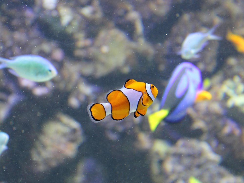 Den Bla Planet Aquarium Kopenhagen © gindeslebens.com