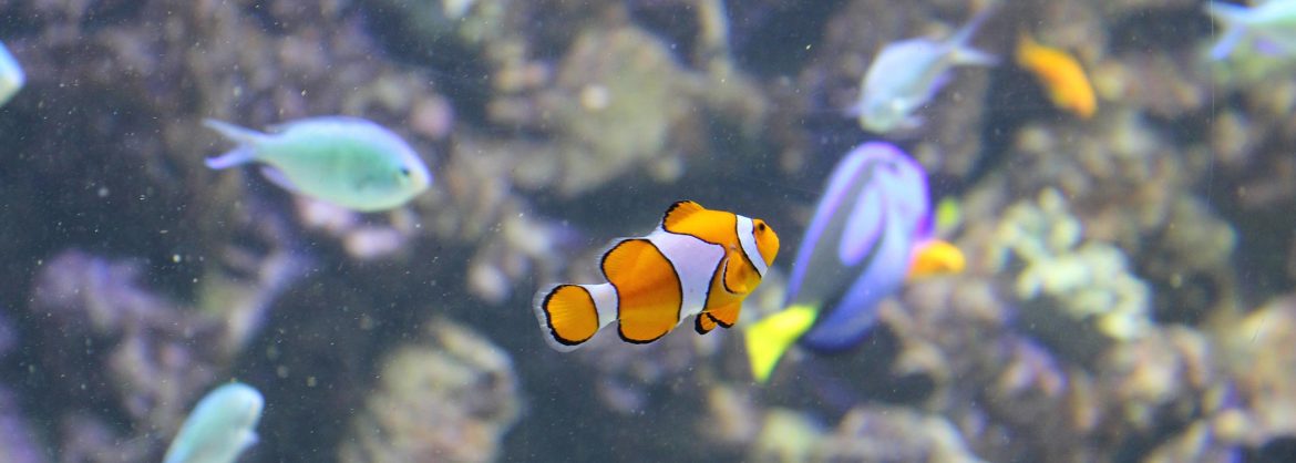 Der blaue Planet Nordeuropas größtes Aquarium in Kopenhagen