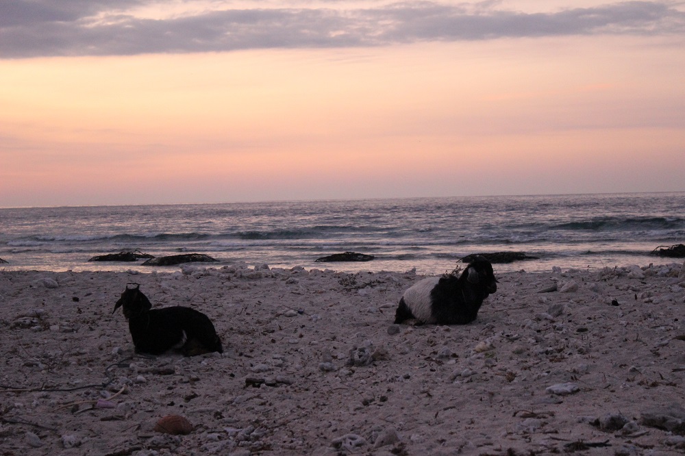 Gili Trawangan © Thomas Mussbacher und Ines Erlacher