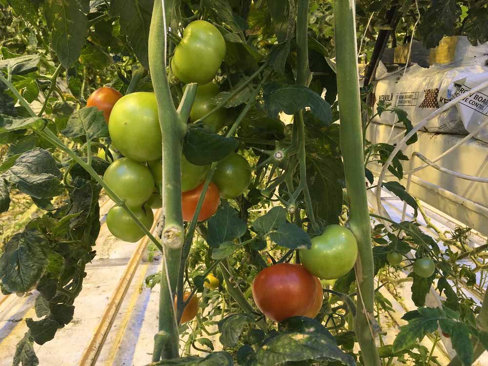 Tomaten Fridheimar Farm Islands Südwesten und der Golden Circle Roadtrip Island gindeslebens.com © Thomas Mussbacher und Ines Erlacher